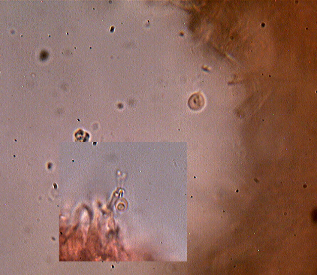 Funghi da dieci centesimi